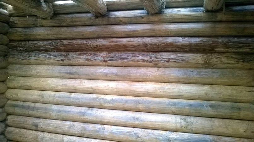 Синева на срубе без защиты.jpg